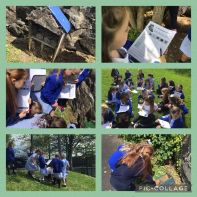God's beautiful creatures - P3 Insect Hunt !